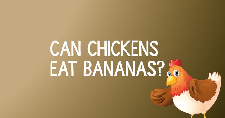 Can Chickens Eat Bananas?