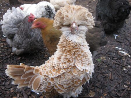 Frizzle chickens